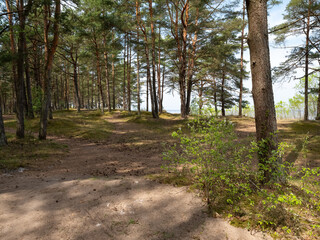 Paths in pine forest in Jurmala, Latvia. Trees on beach of Baltic sea. Beautiful nature. Sunny day.