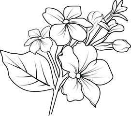 primrose botanical illustration