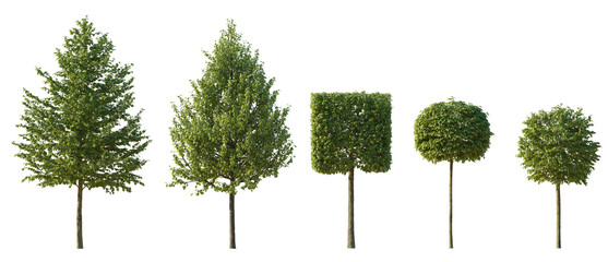 Set of Tilia trees sheared in various shapes: cube, ball isolated png on a transparent background perfectly cutout linden basswood lime trees common tree street tree
