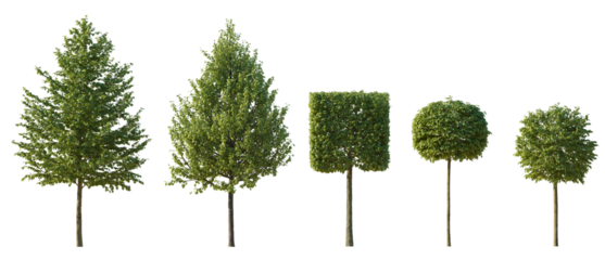 Tilia trees sheared in various shapes: cube, ball isolated png on a transparent background premium cutout linden basswood lime trees common tree street tree