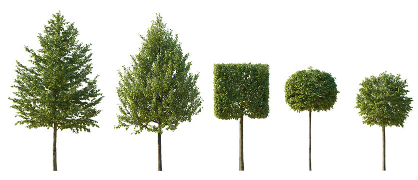 Tilia trees sheared in various shapes: cube, ball isolated png on a transparent background premium cutout linden basswood lime trees common tree street tree