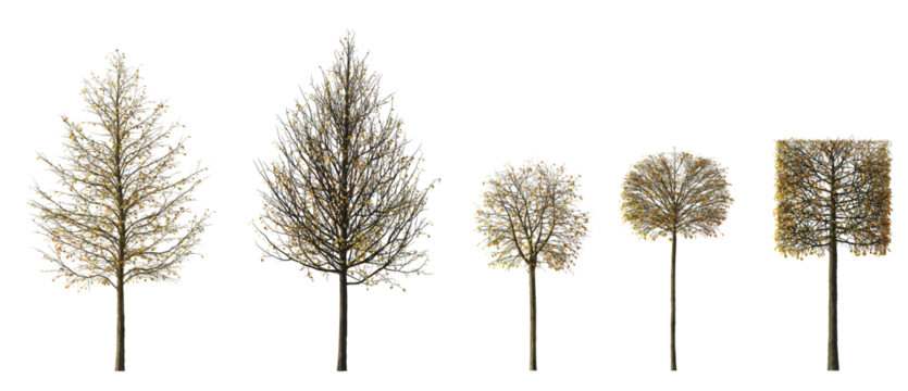 Autumn Set of Tilia trees sheared in various shapes: cube, ball isolated png on a transparent background premium cutout linden basswood lime trees common tree street tree