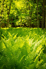 Fototapeta premium Green plants in the middle of the wild jungle