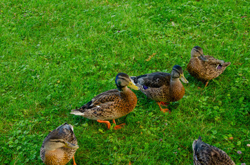Line of Ducks