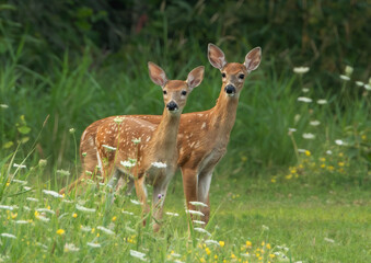 Twin Fawns Surrounded by Flowers