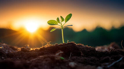 young green plant with soil in sunlight