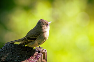 Small olive green Cordilleran Flycatcher bird with yellow belly standing on a post in a mountain forest