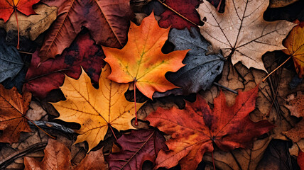 Naklejka na ściany i meble autumn leaves background, fall season foliage