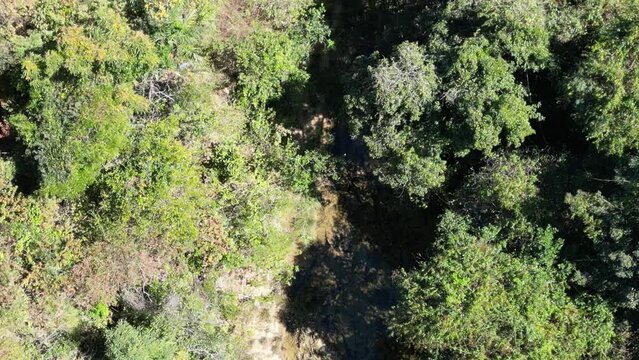 forest savana