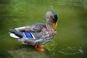 Young duck mallard stands on a rock in the water of the pond and cleans its feathers after swimming. Closeup photo. Free copy space