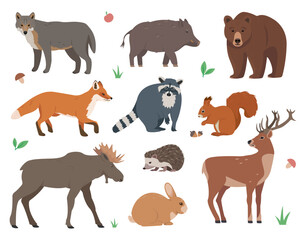 Forest animals set. Wild woodland mammal forest animal characters in different poses. Nature Vector icons illustration isolated on white background.