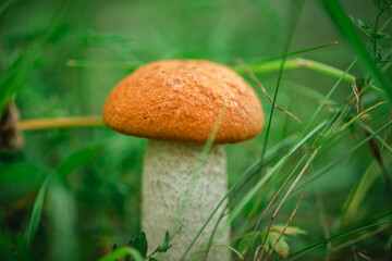 Beautiful bright mushroom orange-cap boletus in the forest