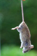 A dead house mouse caught in a mouse paw and hanging, held by its tail.
