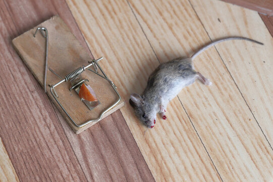 Disposal dead mouse caught in mousetrap in house mice control