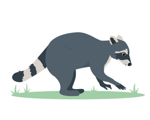 Gray Raccoon icon. Animal with striped fluffy tail. Wild mammal forest raccoon. Vector illustration isolated on white background.