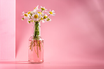 Delicate daisies in a vase on a pink background