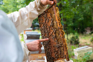 Apiculture or beekeeping or honey production background photo