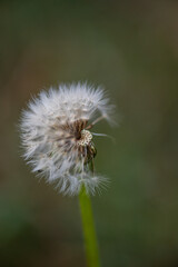 Close up of dandelion flower