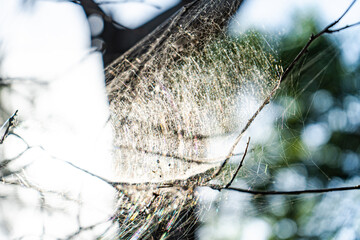 Spider net in the forest