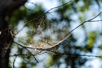 Spider net in the forest