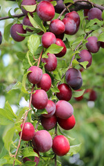 Tree branch with ripe plums
