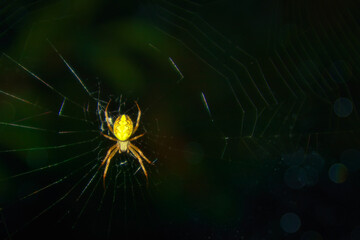 Spider in the Web - Macro - Nature - Creppy - Insect - Spinne im Netz
