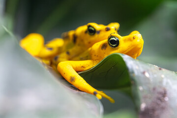 Panamanian Golden Frog (Atelopus zeteki)