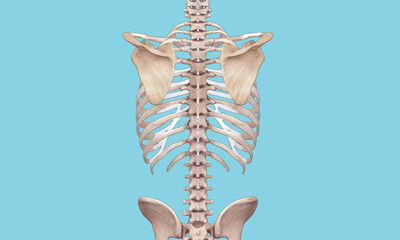Back view of skeleton on light blue background