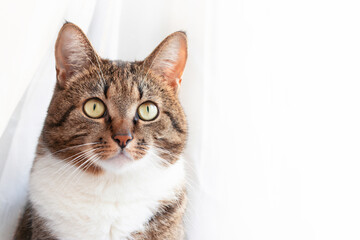 Portrait of brown shorthair domestic tabby cat in front of white background with copy space.