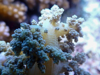 Coral Close Up