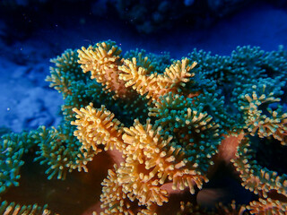 Fototapeta na wymiar Coral Close Up