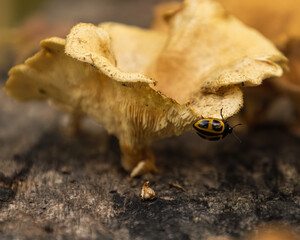 Macro photography of orange mushrooms on brown wood