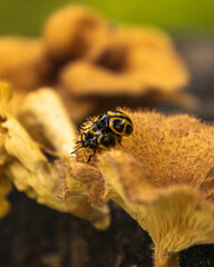 Macro photography of orange mushrooms on brown wood