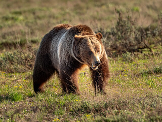 A grizzly bear walks through a field during spring in the Tetons