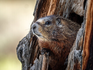brown furry marmot hiding in a dead tree in the Tetons in spring