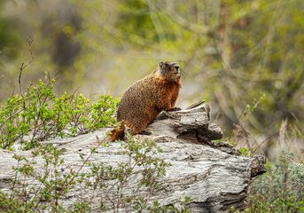 A marmot sits at attention on a log on a spring day in the Tetons