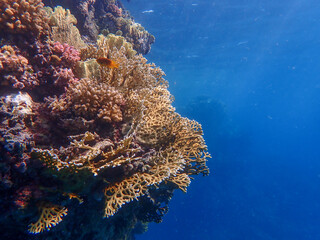 Coral Reef in the Red Sea