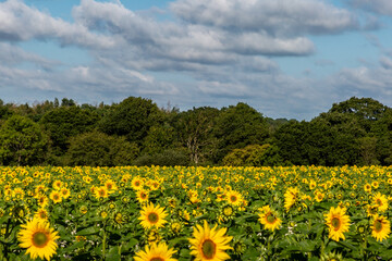 Looking out over a field of sunflowers, on a sunnny summer's morning