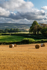 A sunny evening farm landscape in rural Sussex,