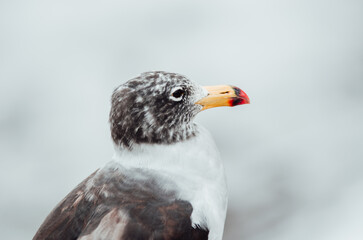 The black-tailed gull, black-tailed gull or Peruvian gull in the coasts of Peru.