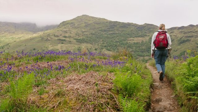 Following a woman walking with backpack on the West Highland Way trail in the mountains surrounded by beautiful bluebell flowers in a grassy landscape, Scotland