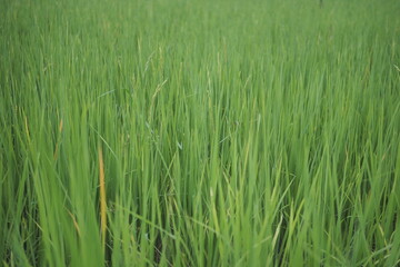 Beautiful scene of a green rice field landscape in an overcast, cloudy region of Thailand. Cereal harvesting environment.