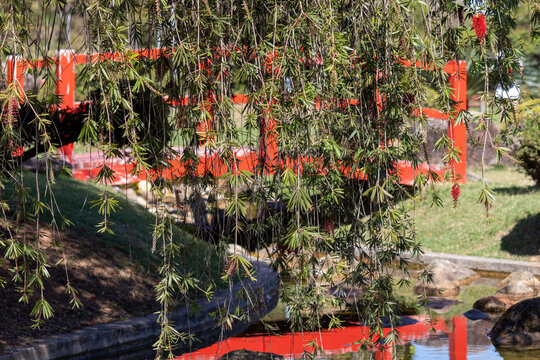 The beauty of the Melaleuca viminalis tree.