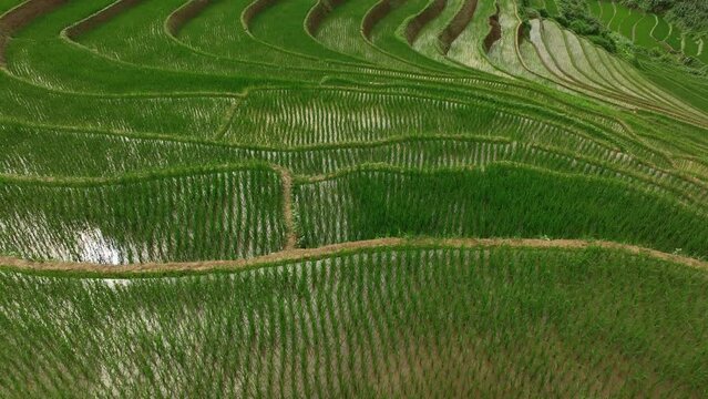 Aerial top view flying over terraced rice fields, Mu Cang Chai, Yen Bai, Vietnam