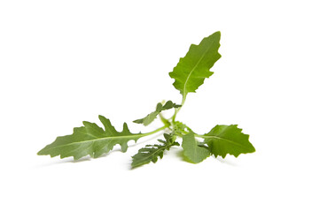 Fresh arugula or rucola leaf vegetable isolated on white background. Garden rocket salad greens. A low-calorie snack for weight management