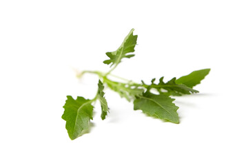 Fresh arugula or rucola leaf vegetable isolated on white background. Garden rocket salad greens. Organic arugula leaves, a wholesome choice