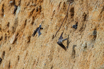 The sand martin (Riparia riparia) Flying around the shore with holes