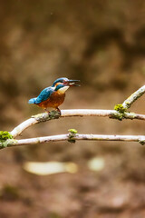female Eurasian kingfisher (Alcedo atthis) going hunting