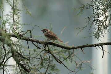 sparrow
