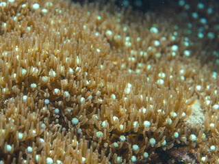 coral reef macro ,texture, abstract marine ecosystem background on a coral reef